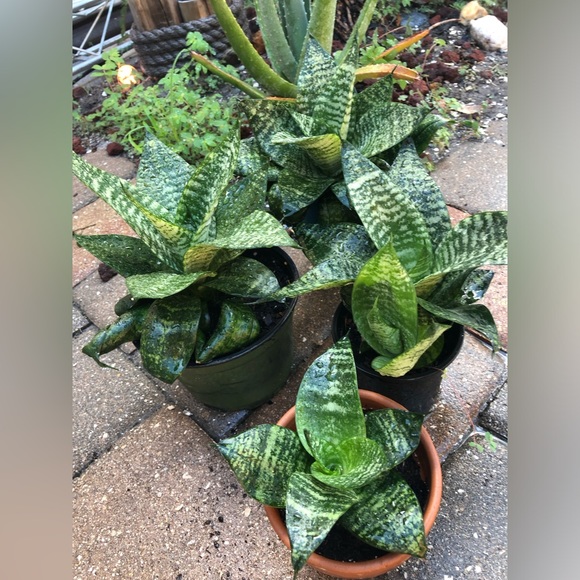 Dwarf Snake Plants (med- small in size) MOTHER’s DAY GIFTS ❤️👩👧IDEA’s - Picture 5 of 11